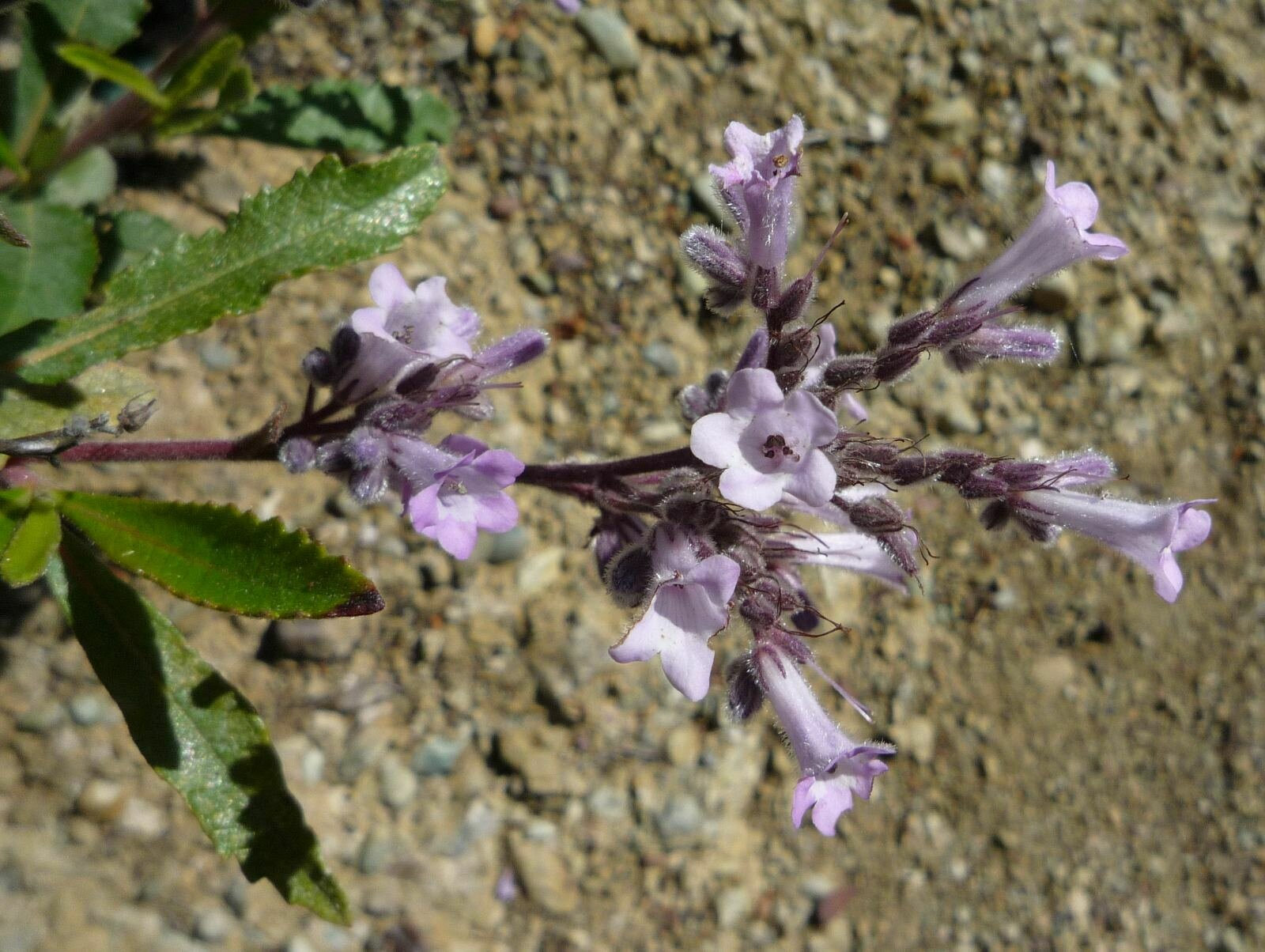High Resolution Eriodictyon crassifolium Flower